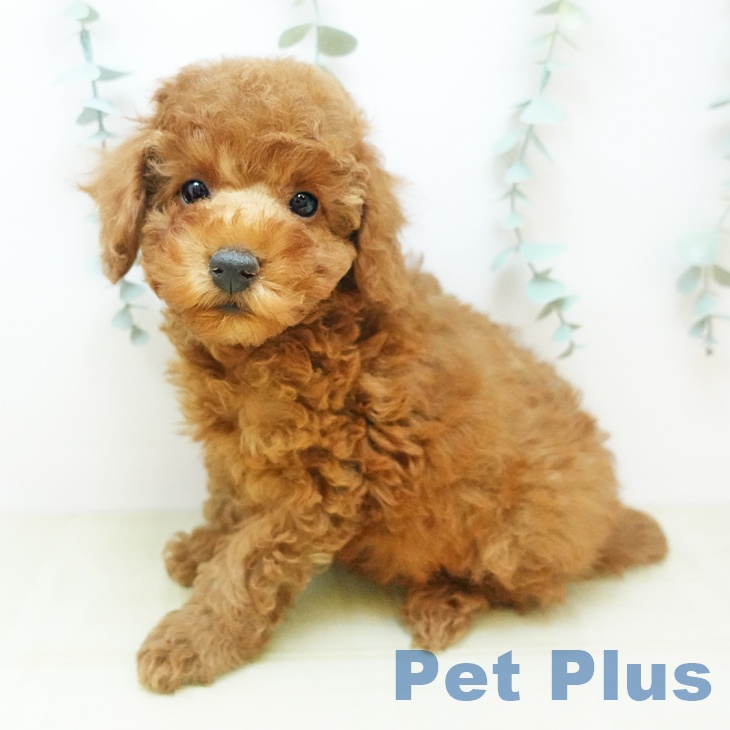 トイ・プードル