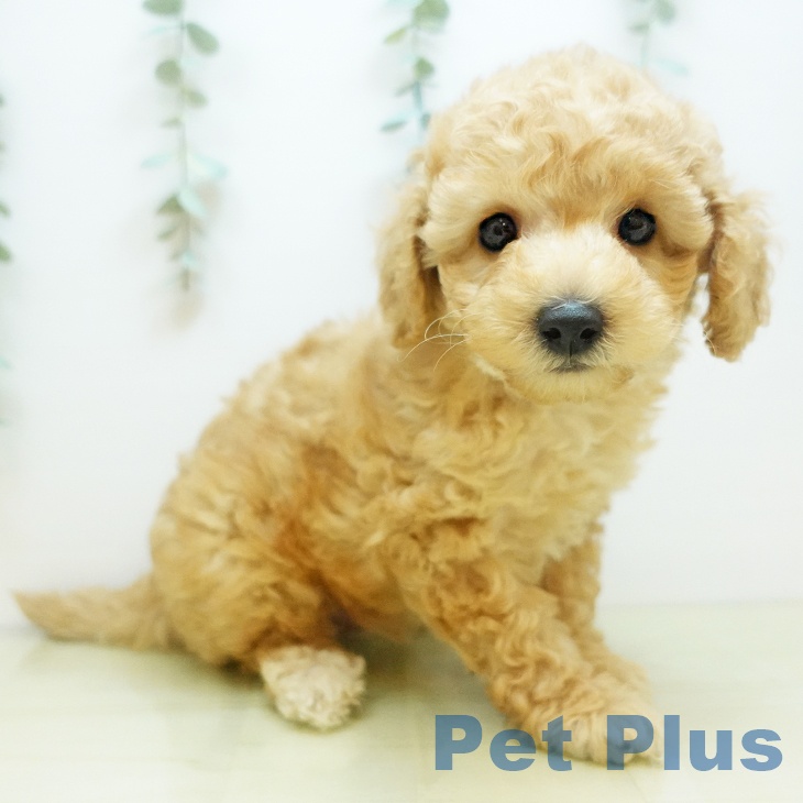 トイ・プードルの写真2