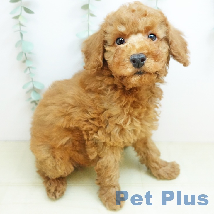 トイ・プードル