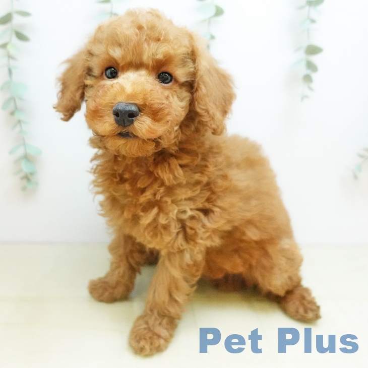 トイ・プードルの写真2