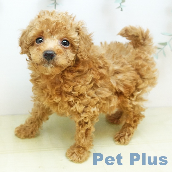 トイ・プードルの写真2