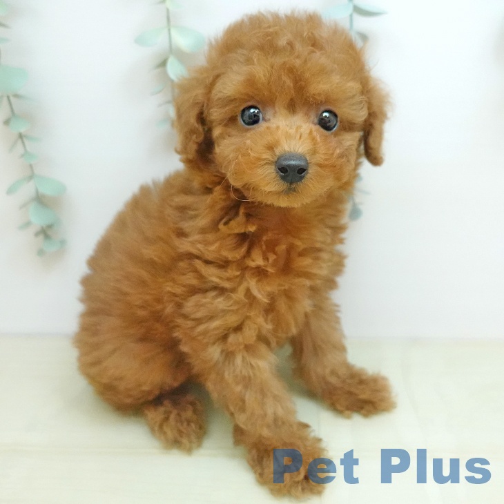 トイ・プードル