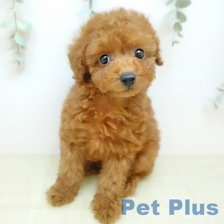 トイ・プードルの写真2