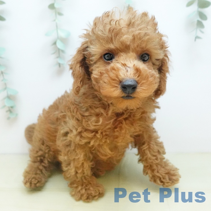 トイ・プードル