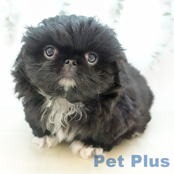 ペキニーズの写真2