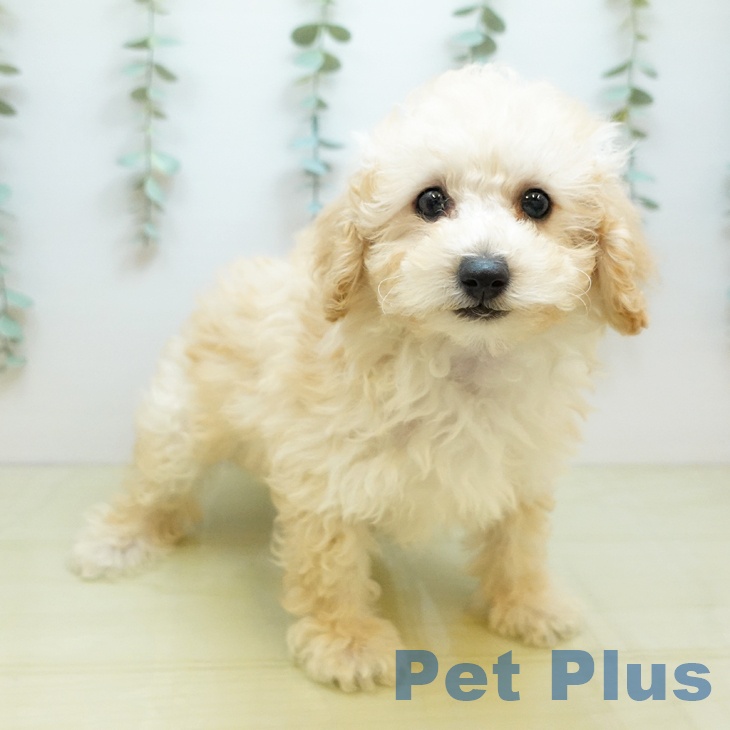 トイ・プードル