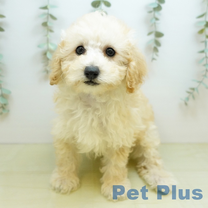 トイ・プードルの写真2