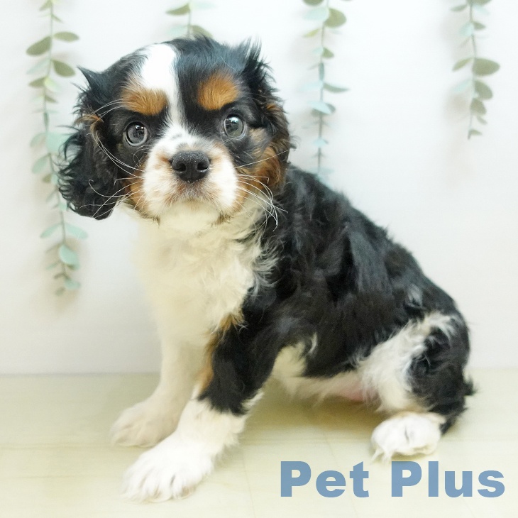 キャバリア・キングチャールズ・スパニエル