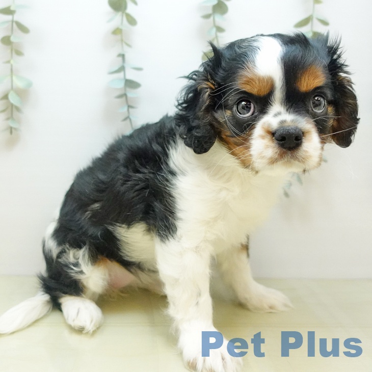 キャバリア・キングチャールズ・スパニエルの写真2