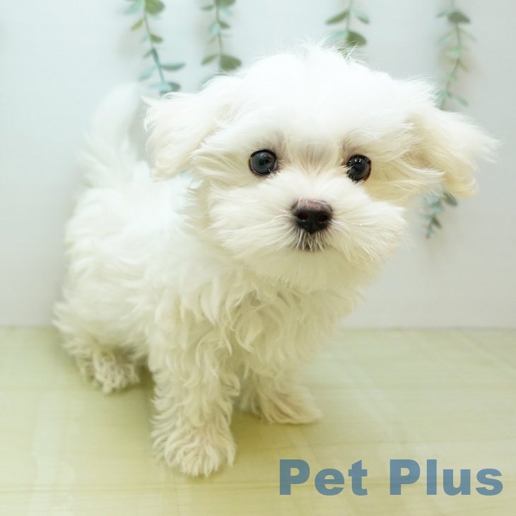 マルチーズの写真2