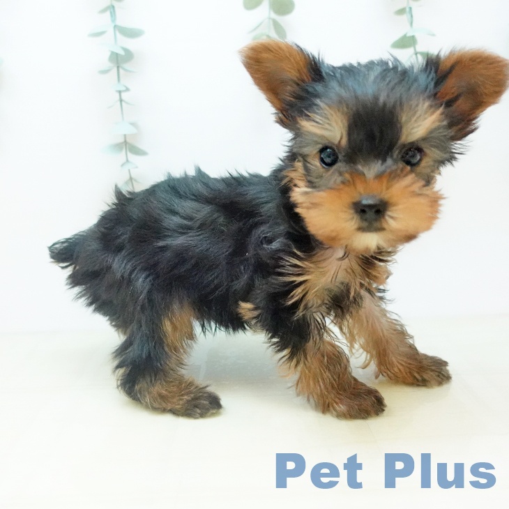 ヨークシャー・テリア