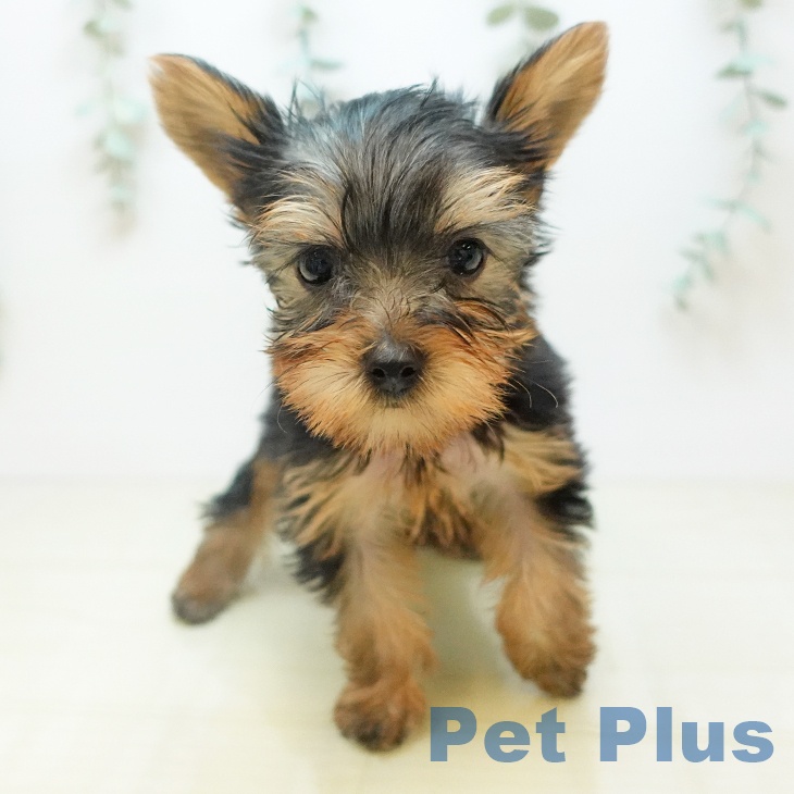 ヨークシャー・テリアの写真2