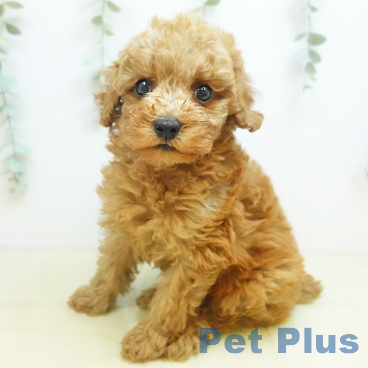 トイ・プードル