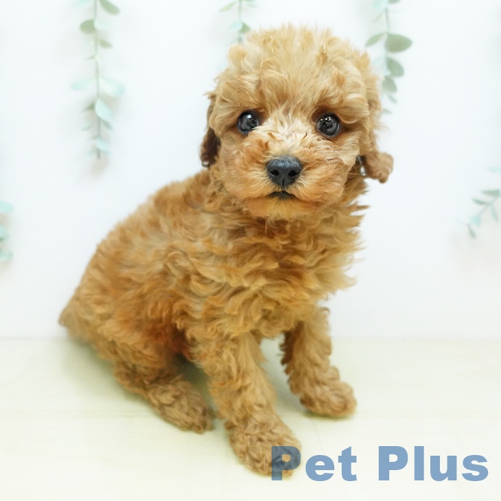 トイ・プードルの写真2