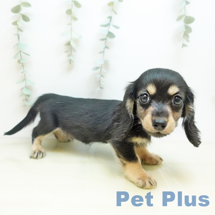 ミニチュア・ダックスフンドの写真2