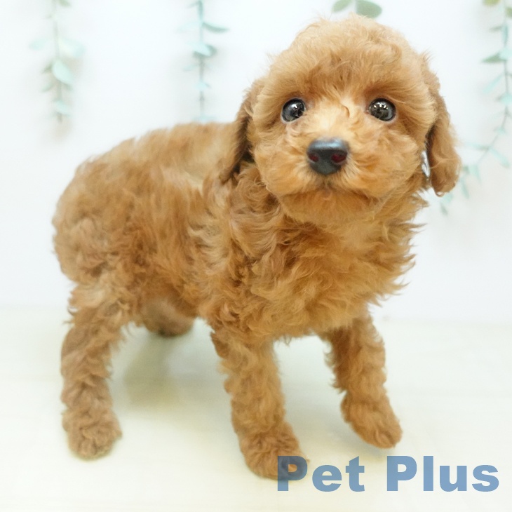 トイ・プードル