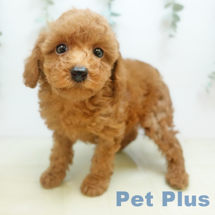 トイ・プードルの写真2