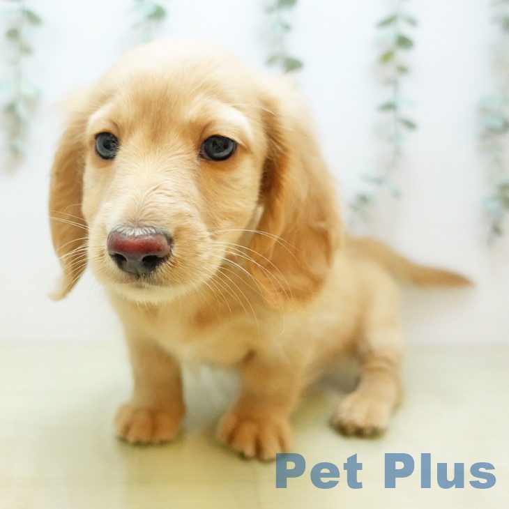 ミニチュア・ダックスフンドの写真2