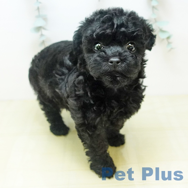 トイ・プードル