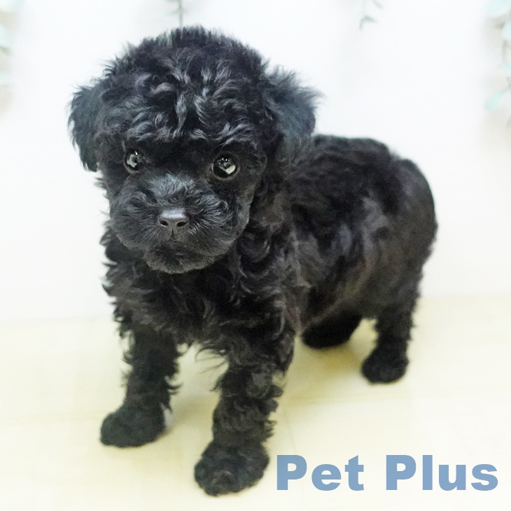 トイ・プードルの写真2