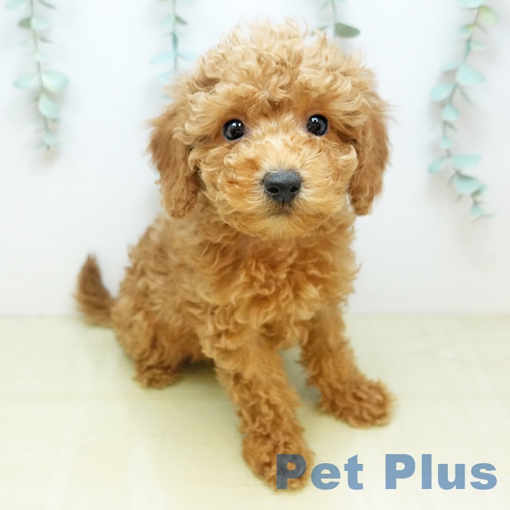 トイ・プードル