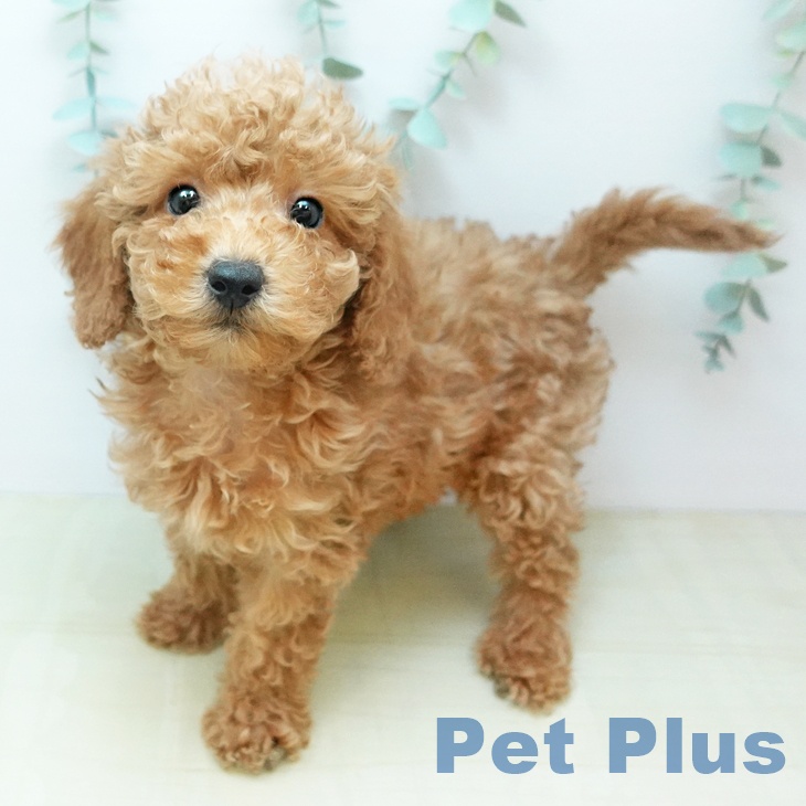 トイ・プードルの写真2