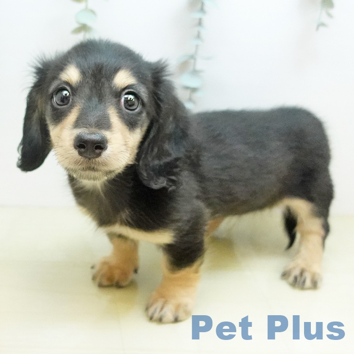 ミニチュア・ダックスフンド