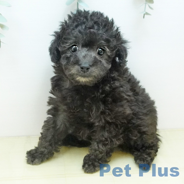 トイ・プードル