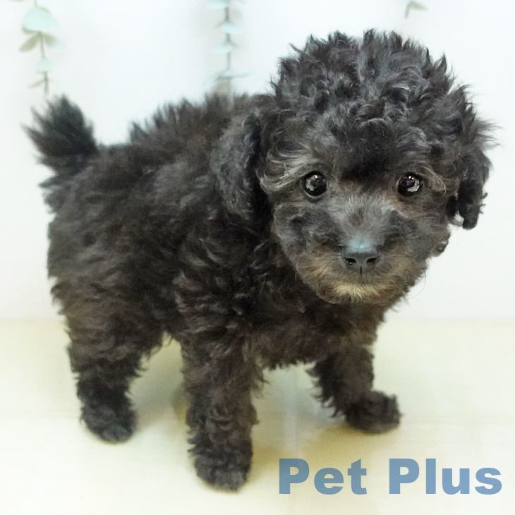 トイ・プードルの写真2