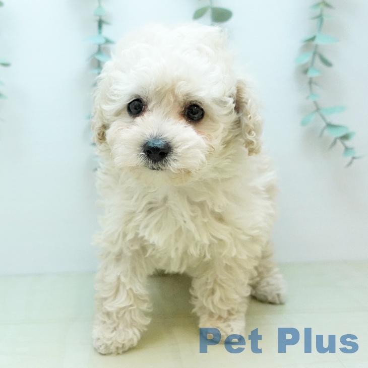 トイ・プードル