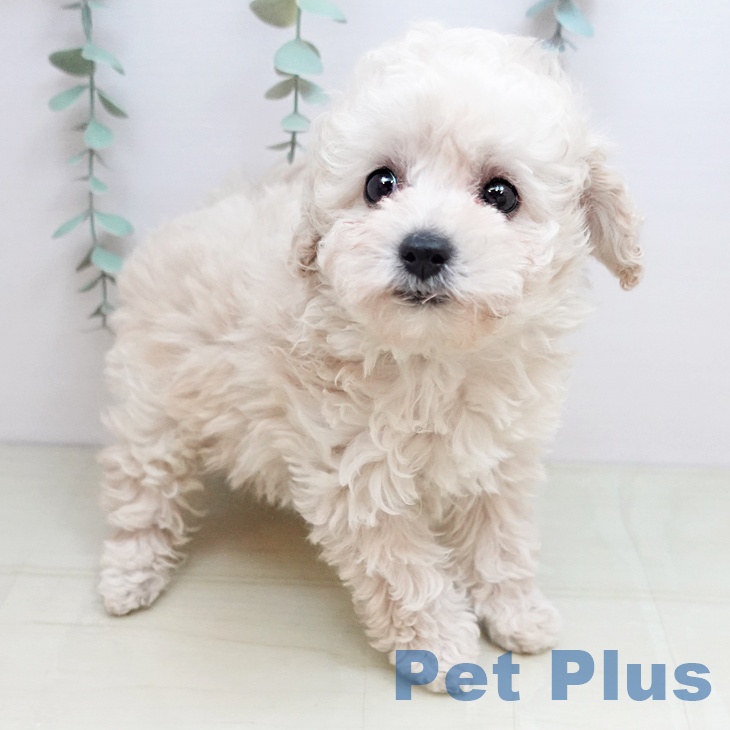 トイ・プードルの写真2