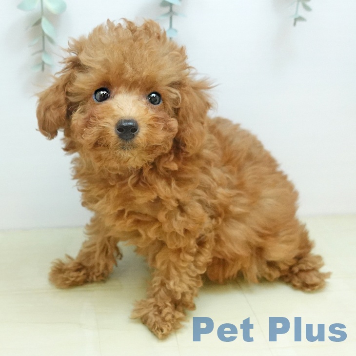 トイ・プードル