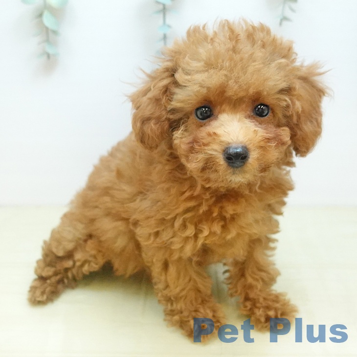 トイ・プードルの写真2