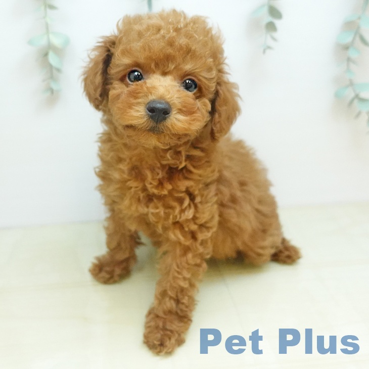 トイ・プードルの写真2