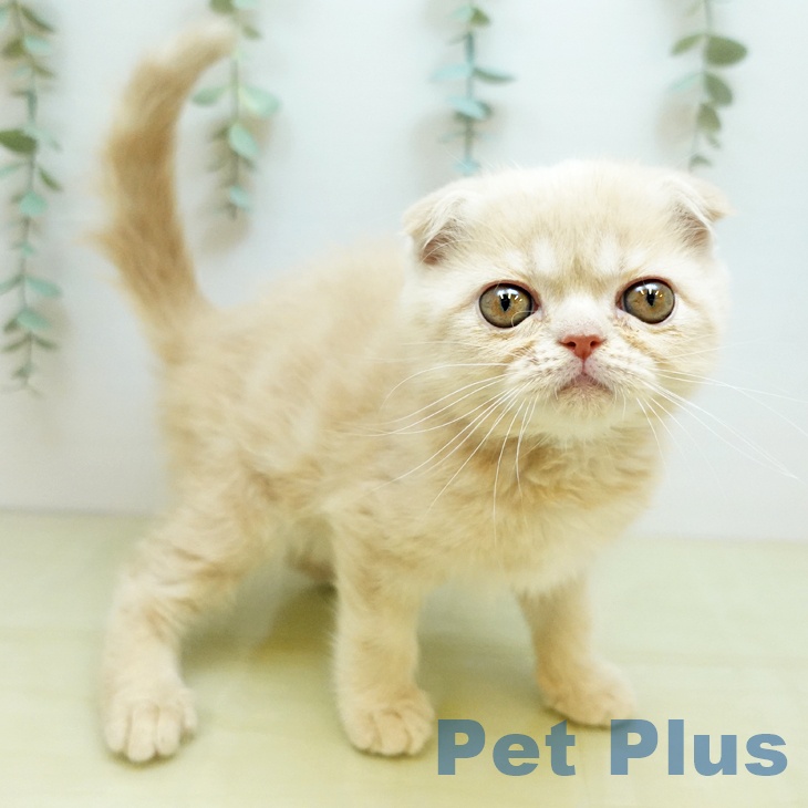 スコティッシュフォールド