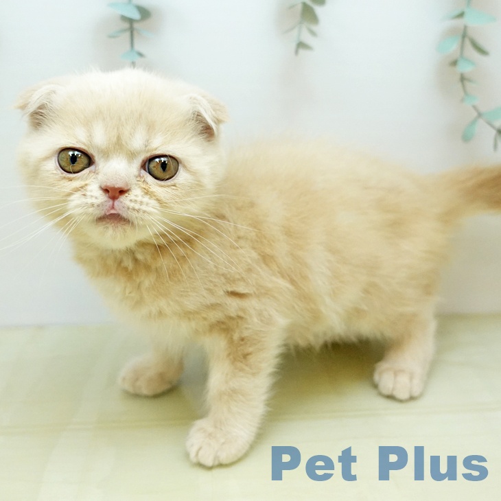 スコティッシュフォールドの写真2