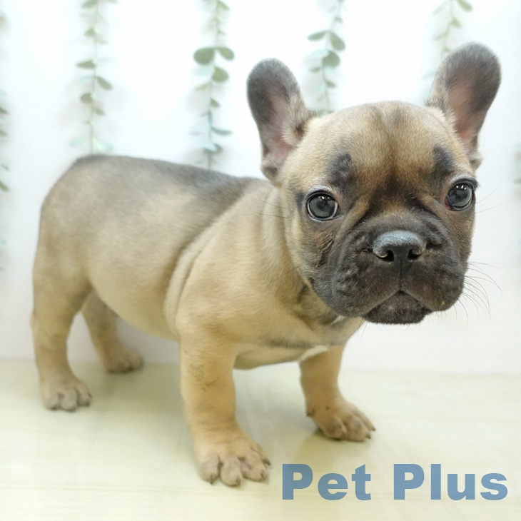 フレンチ・ブルドッグ