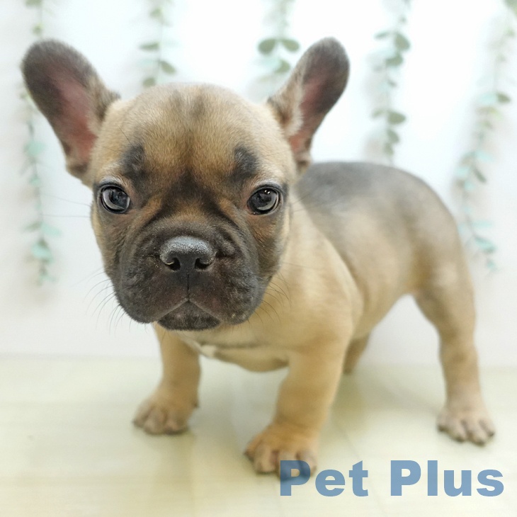 フレンチ・ブルドッグの写真2