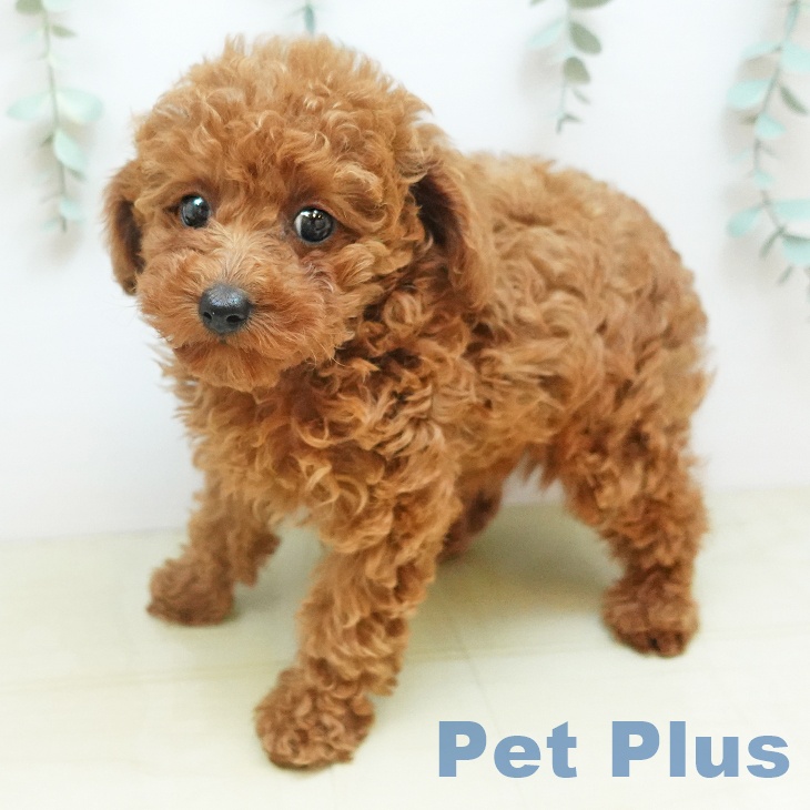 トイ・プードルの写真2