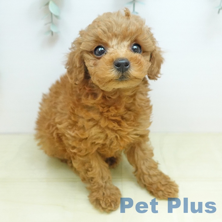 トイ・プードル