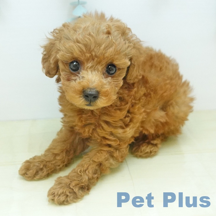 トイ・プードルの写真2