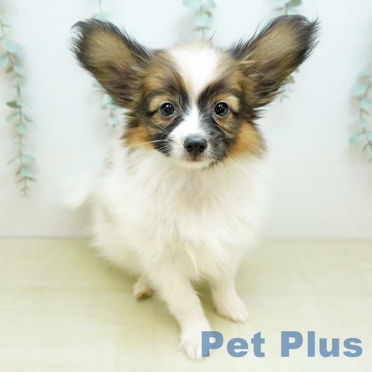 パピヨンの写真2