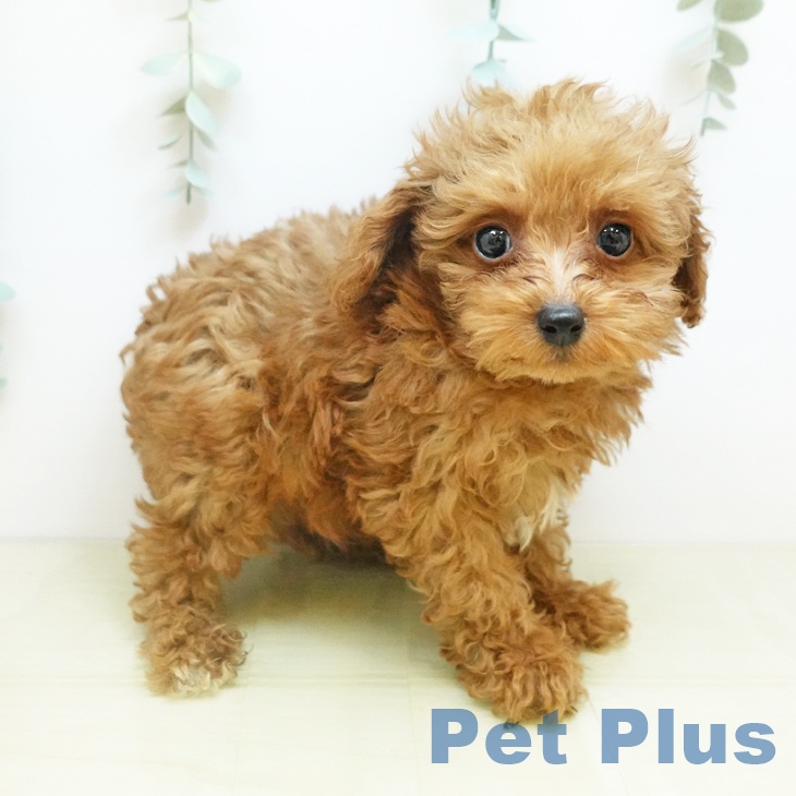 トイ・プードル