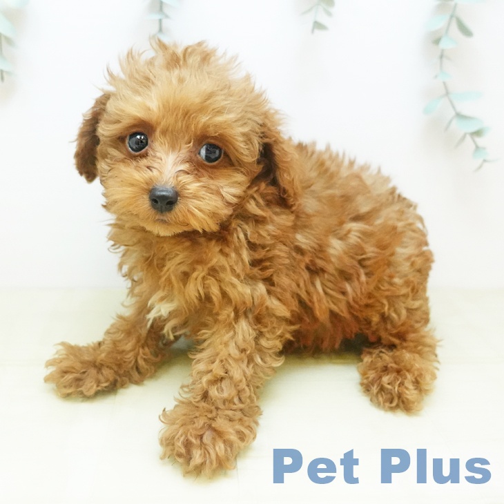 トイ・プードルの写真2