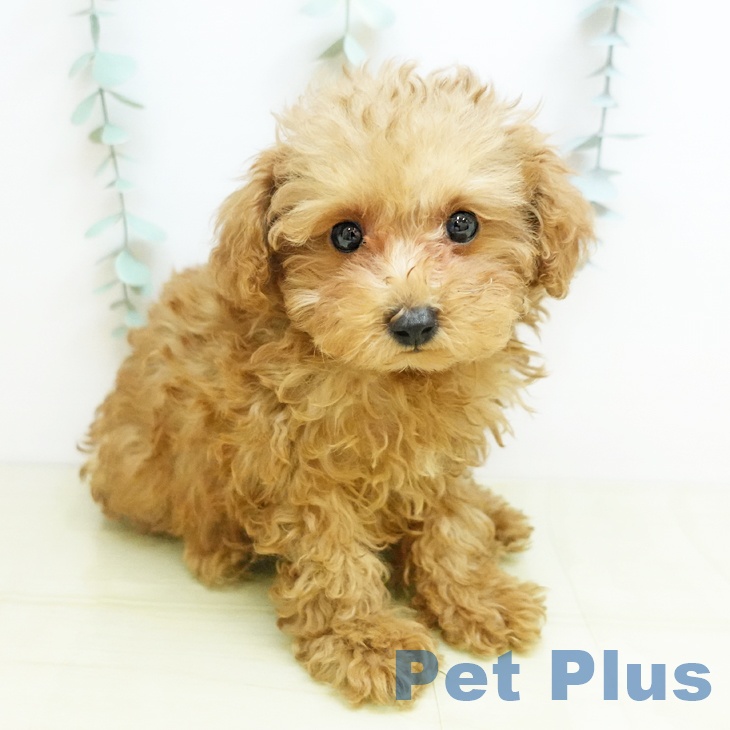 トイ・プードル