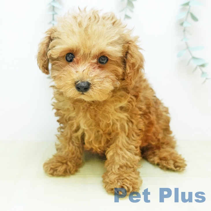 トイ・プードル