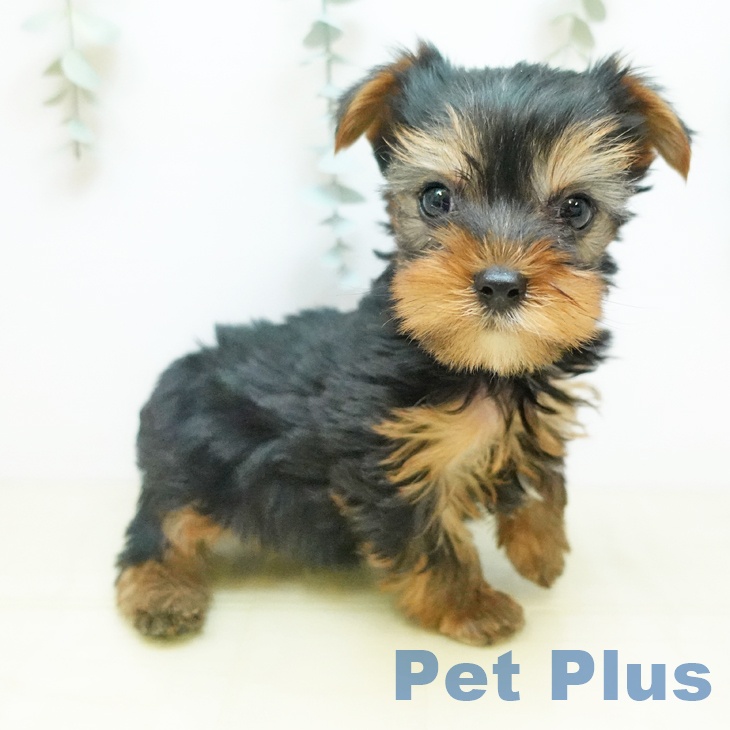 ヨークシャー・テリア