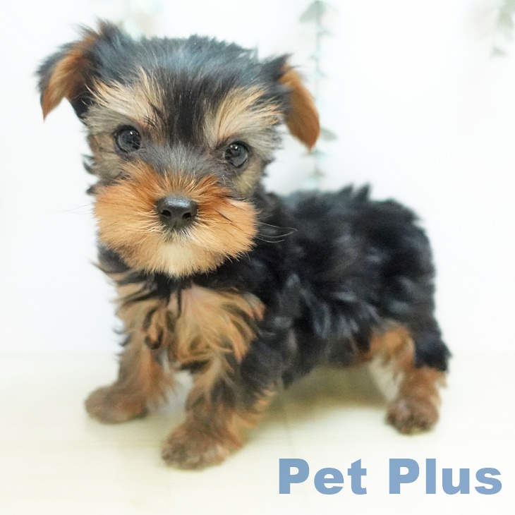 ヨークシャー・テリアの写真2