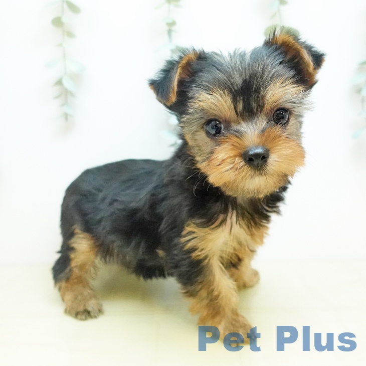 ヨークシャー・テリア