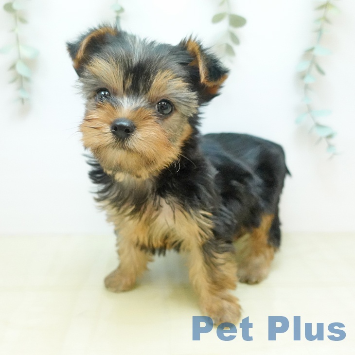 ヨークシャー・テリアの写真2